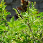 Tulsi Plant