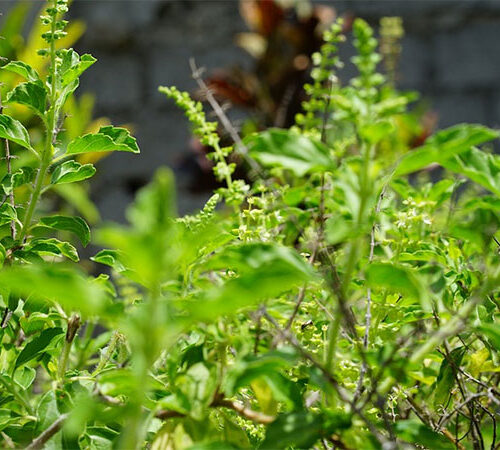 Tulsi Plant