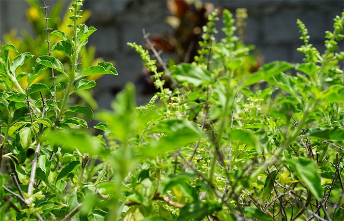 Tulsi Plant